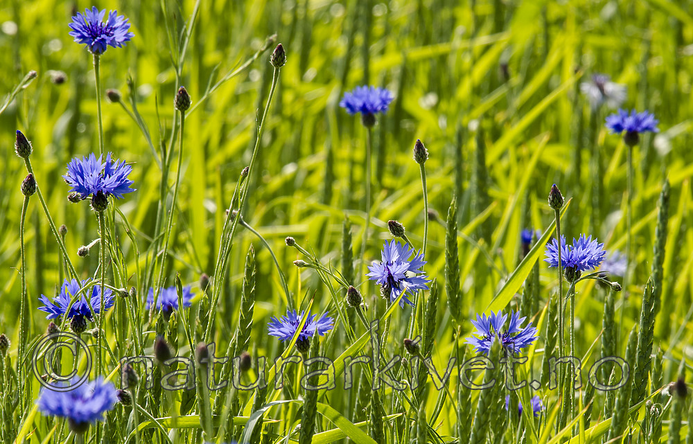 BB_20160605_0116