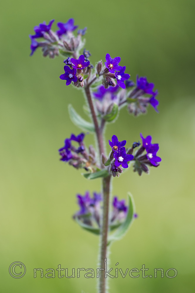 BB_20160605_0132 / Anchusa officinalis / Oksetunge