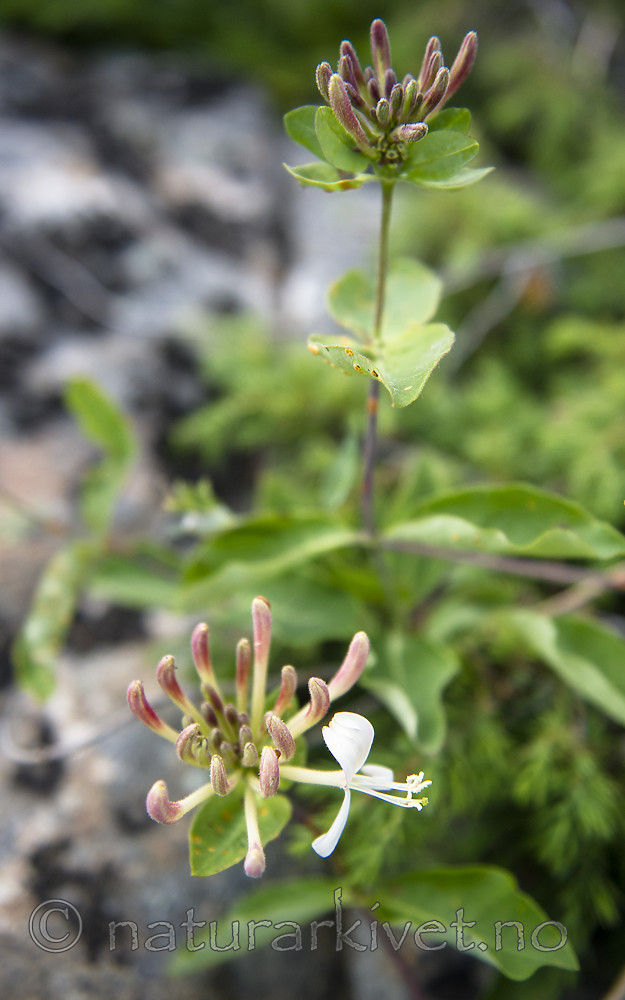 BB_20160612_0065 / Lonicera periclymenum / Vivendel