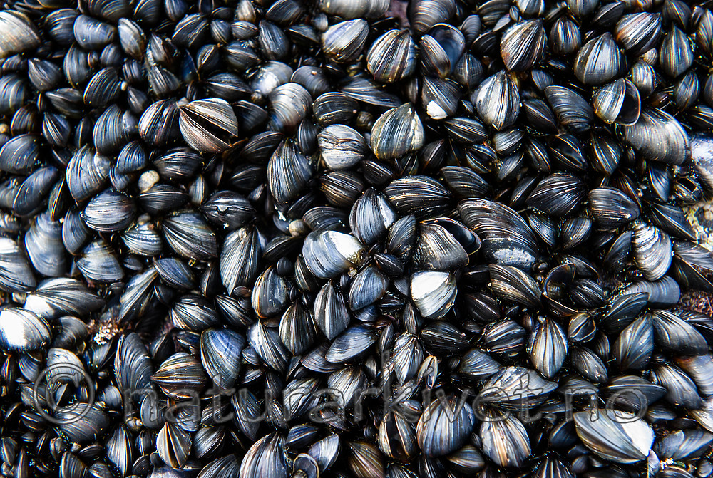 BB_20160612_0099 / Mytilus edulis / Blåskjell