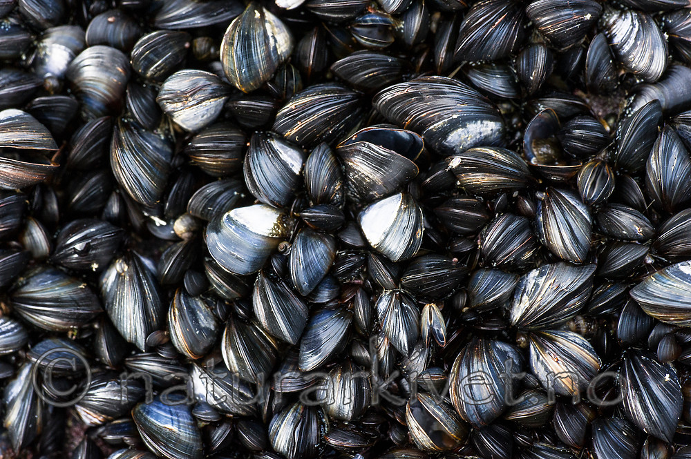 BB_20160612_0116 / Mytilus edulis / Blåskjell