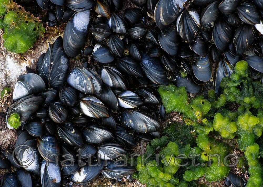 BB_20160612_0122 / Mytilus edulis / Blåskjell