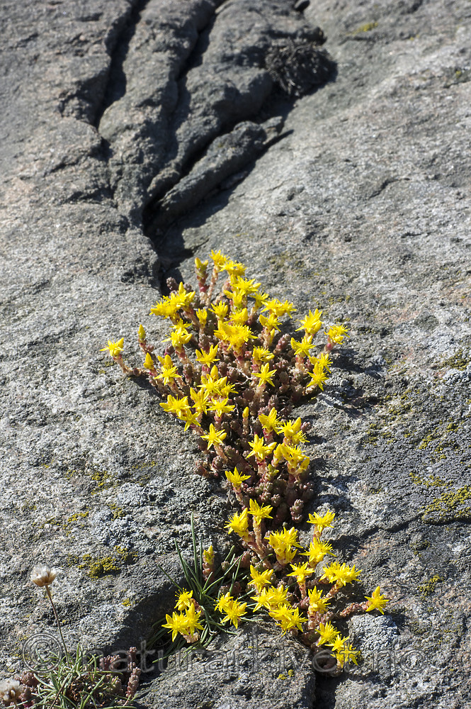 BB_20160612_0324 / Sedum acre / Bitterbergknapp