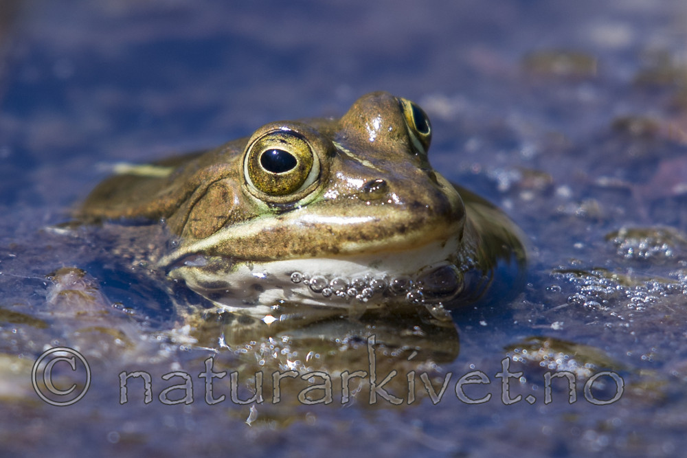 BB_20160613_0356 / Pelophylax lessonae / Damfrosk