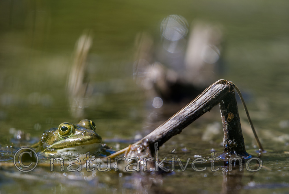 BB_20160613_0372 / Pelophylax lessonae / Damfrosk