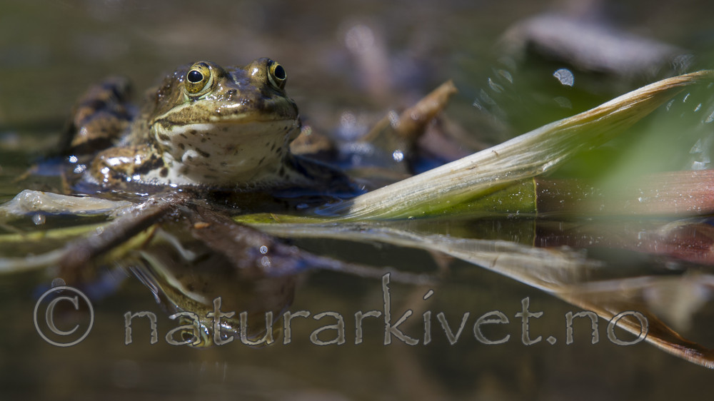 BB_20160613_0381 / Pelophylax lessonae / Damfrosk