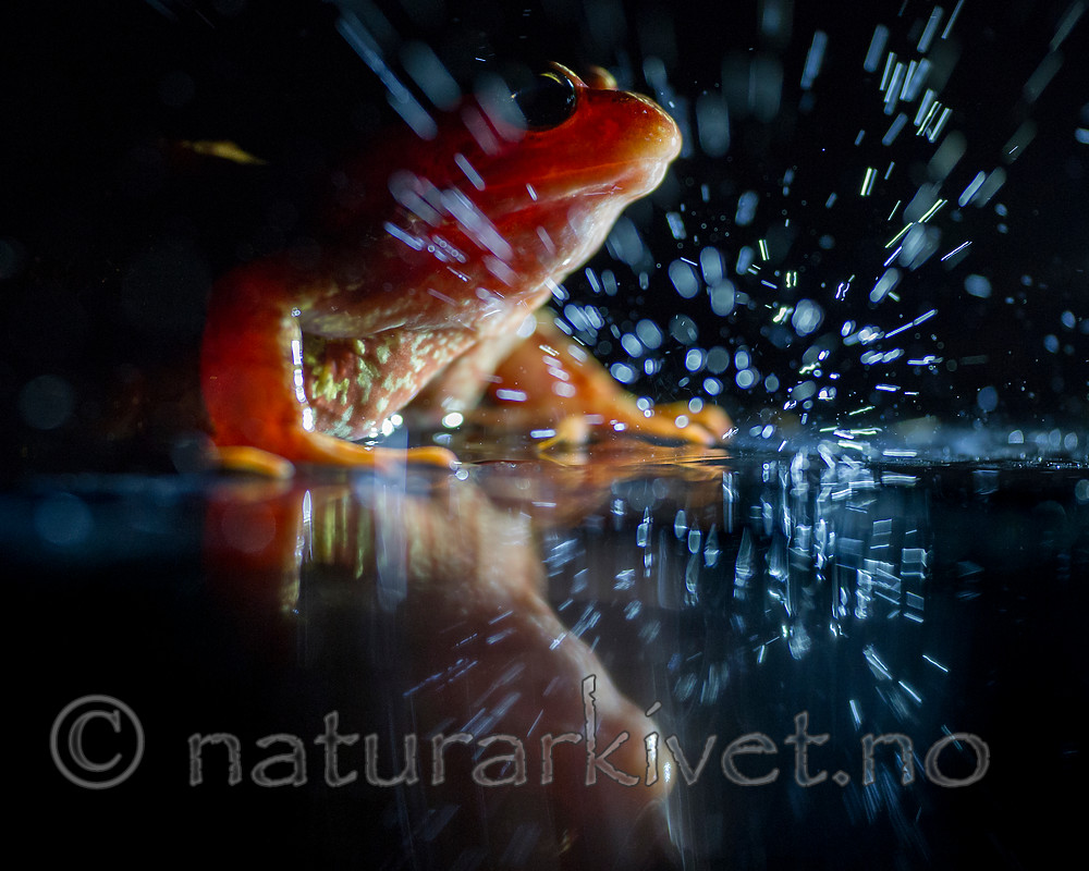 BB_20160619_0126 / Rana temporaria / Buttsnutefrosk