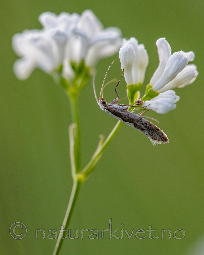BB_20160619_0194 / Asperula tinctoria / Fargemyske <br /> Plutella xylostella / Kålmøll