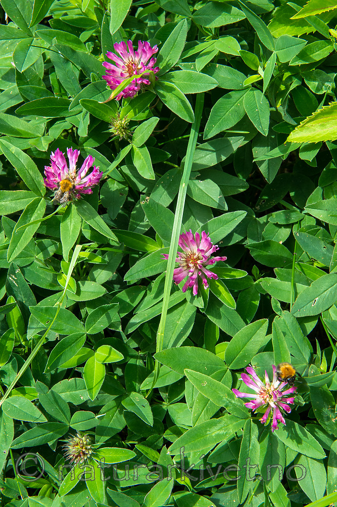 BB_20160622_0023 / Bombus pascuorum / åkerhumle <br /> Trifolium medium / Skogkløver