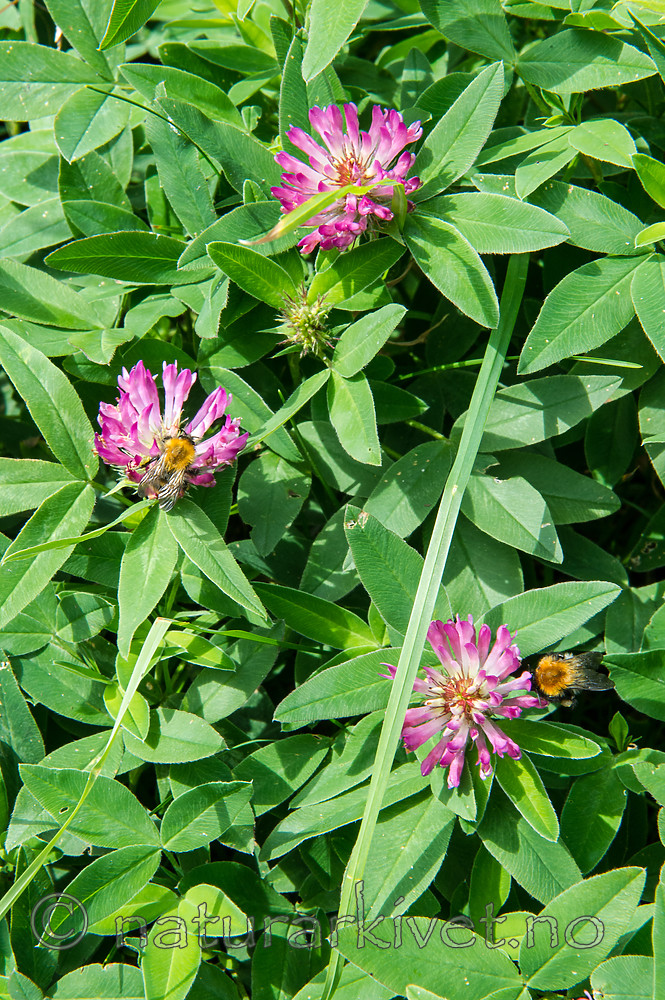 BB_20160622_0024 / Bombus pascuorum / åkerhumle <br /> Trifolium medium / Skogkløver