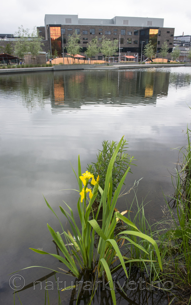 BB_20160623_0028 / Iris pseudacorus / Sverdlilje