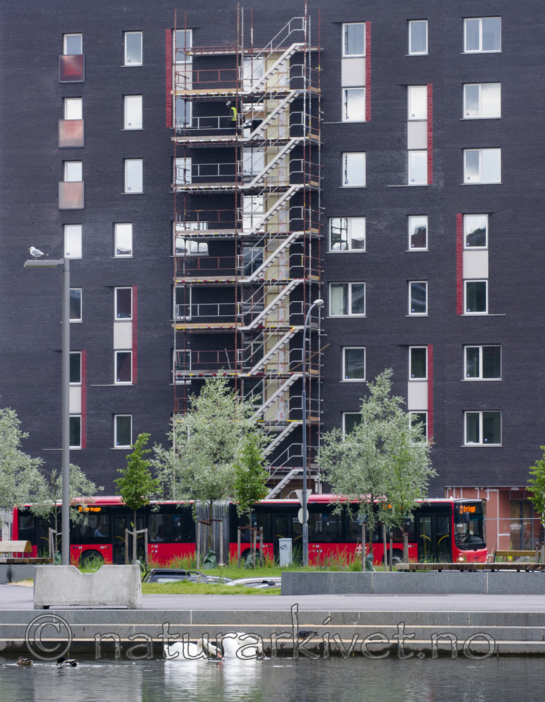 BB_20160623_0033 / Cygnus olor / Knoppsvane