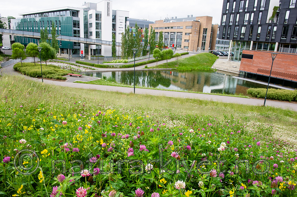 BB_20160624_0014 / Lathyrus pratensis / Gulflatbelg <br /> Trifolium hybridum hybridum / Alsikekløver <br /> Trifolium pratense / Rødkløver <br /> Trifolium repens / Hvitkløver