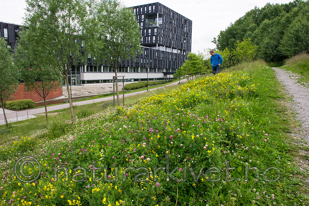 BB_20160624_0026 / Lathyrus pratensis / Gulflatbelg <br /> Trifolium hybridum hybridum / Alsikekløver <br /> Trifolium pratense / Rødkløver <br /> Trifolium repens / Hvitkløver