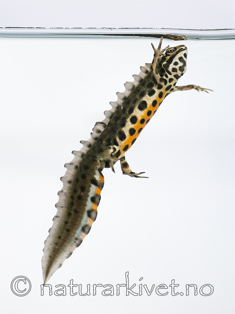 BB_20160625_0138 / Lissotriton vulgaris / Småsalamander