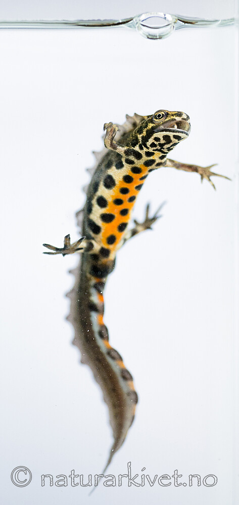 BB_20160625_0188 / Lissotriton vulgaris / Småsalamander
