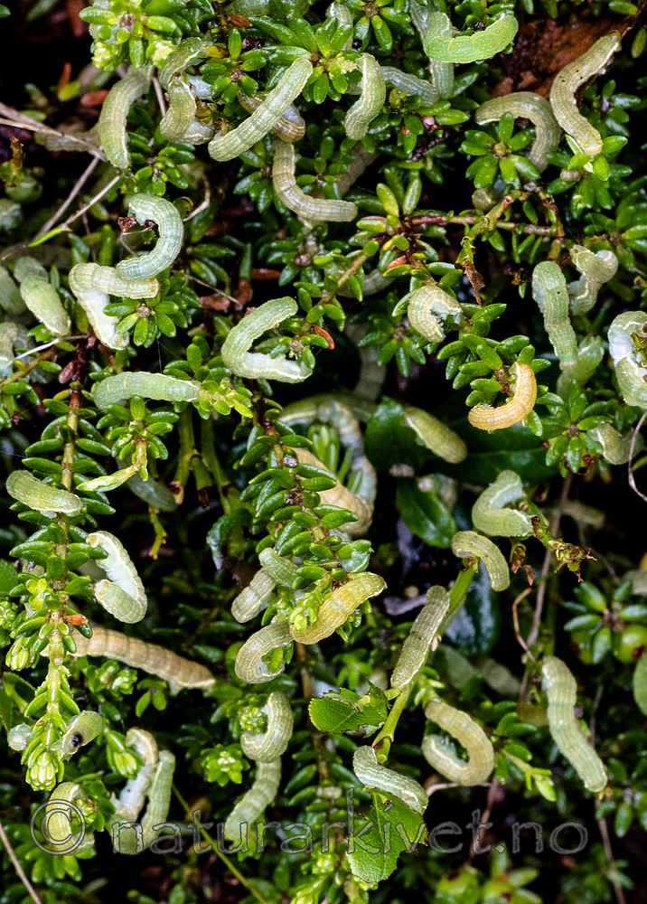 BB_20160701_0001 / Empetrum nigrum / Krekling <br /> Epirrita autumnata / Fjellbjørkemåler <br /> Vaccinium myrtillus / Blåbær