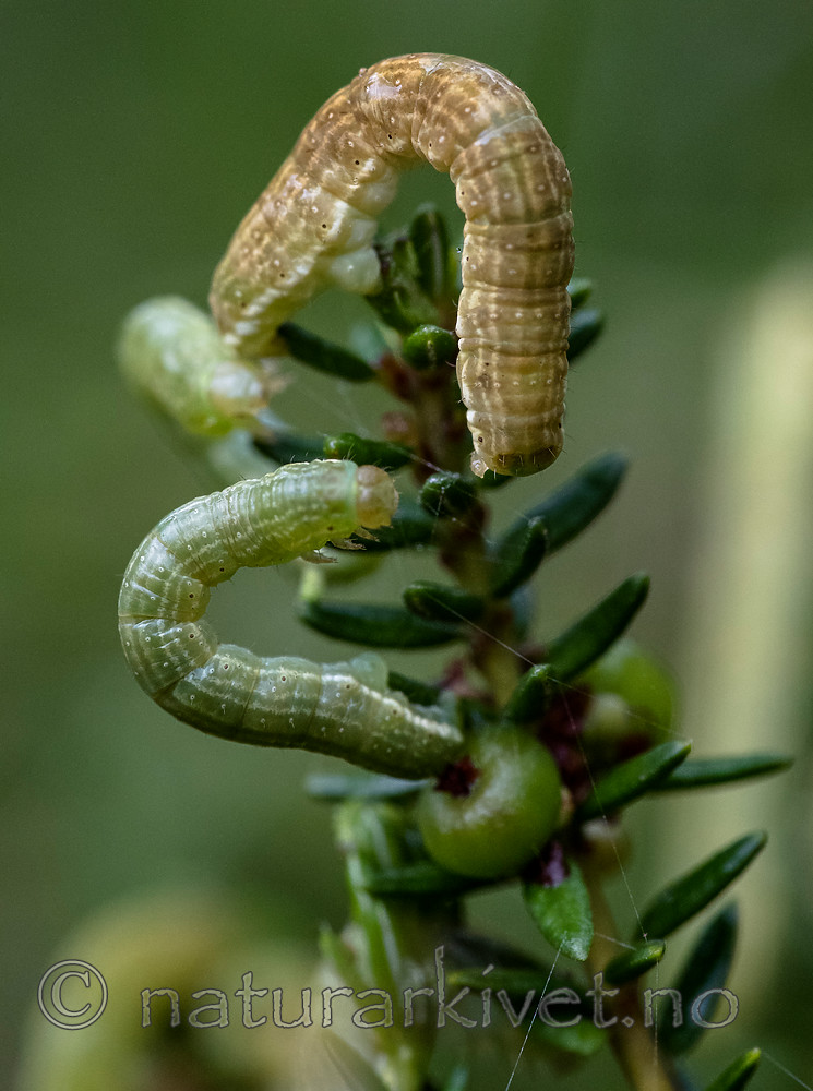 BB_20160701_0140 / Empetrum nigrum / Krekling <br /> Epirrita autumnata / Fjellbjørkemåler