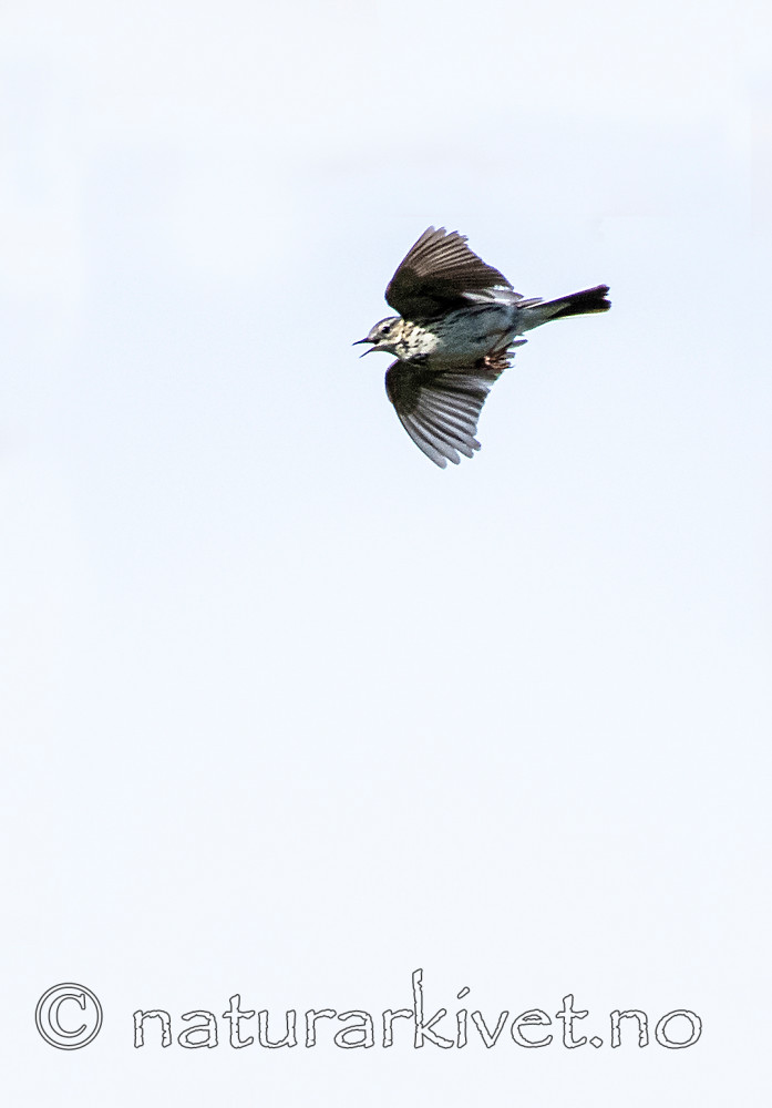 BB_20160702_0027 / Anthus pratensis / Heipiplerke