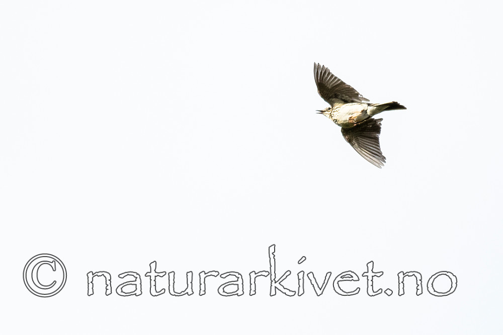 BB_20160702_0030 / Anthus pratensis / Heipiplerke