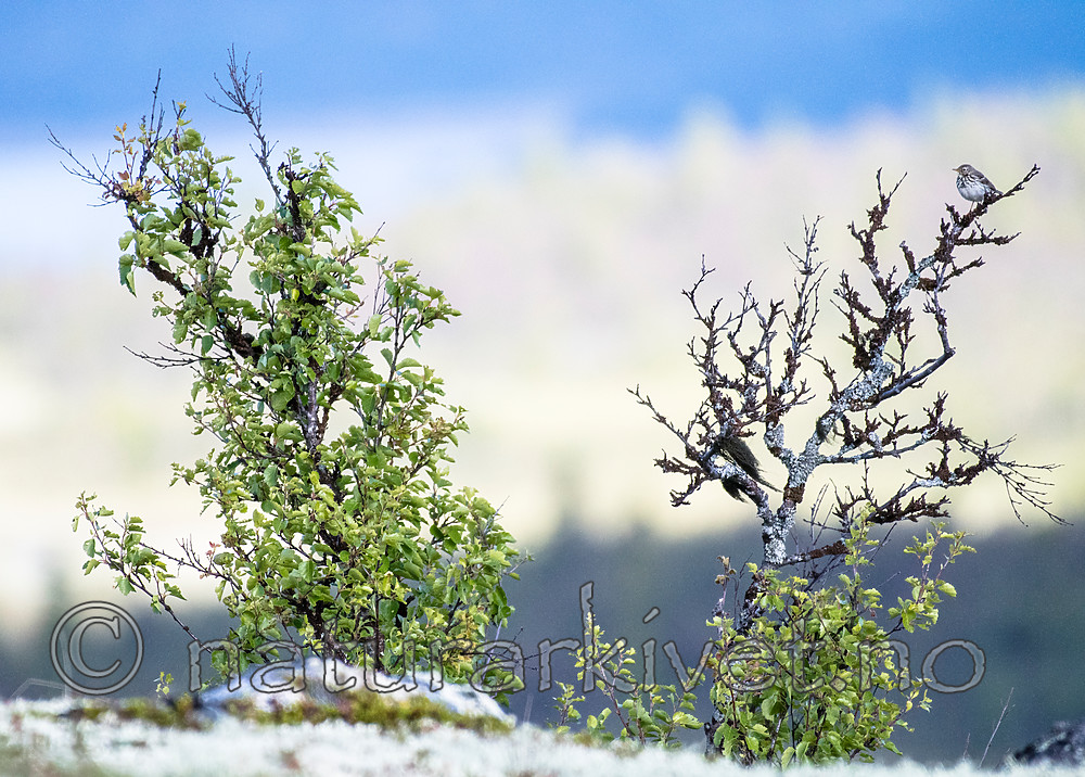 BB_20160702_0037 / Anthus pratensis / Heipiplerke <br /> Betula pubescens / Bjørk <br /> Betula pubescens tortuosa / Fjellbjørk