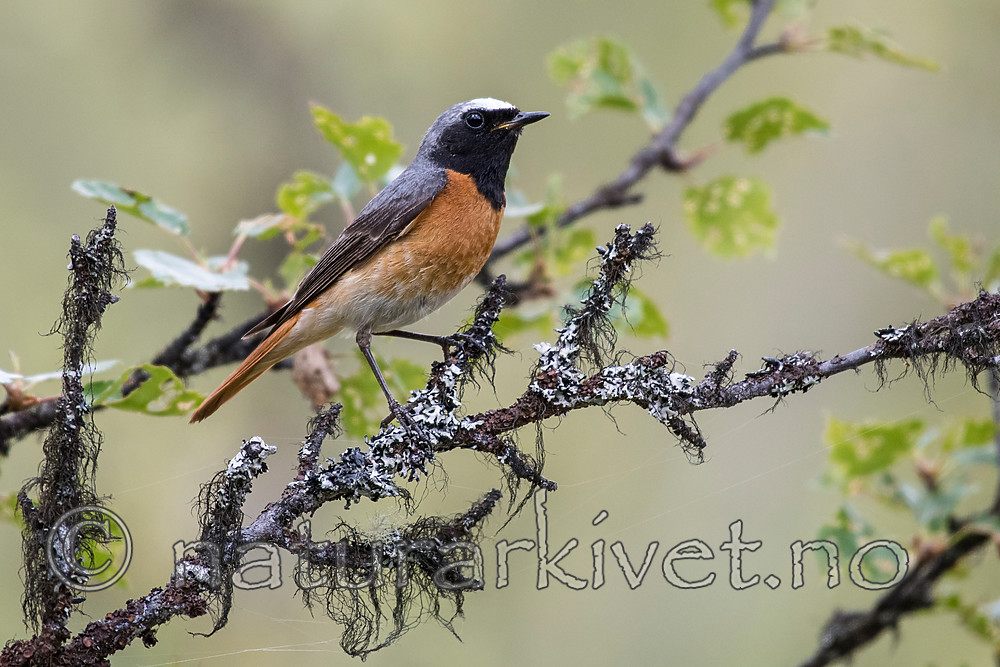 BB_20160703_0001 / Betula pubescens / Bjørk <br /> Phoenicurus phoenicurus / Rødstjert
