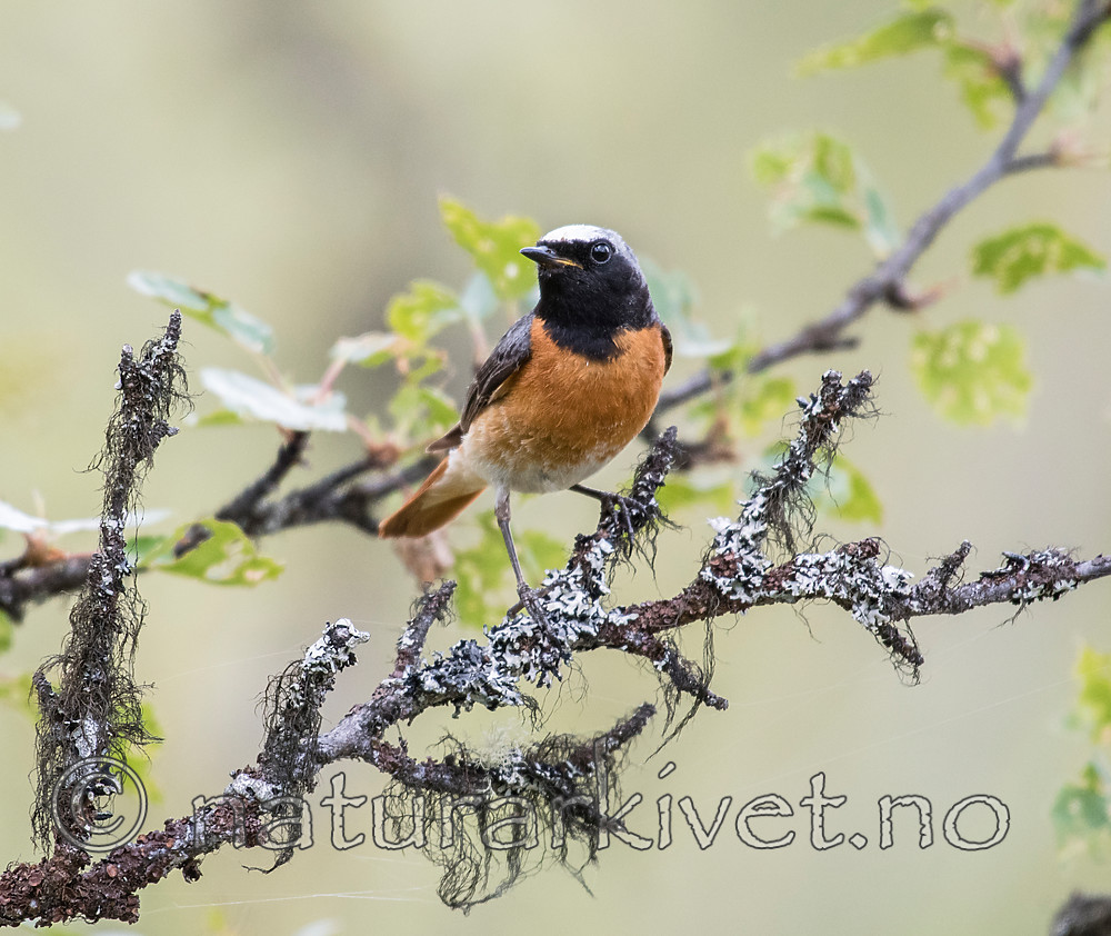 BB_20160703_0007 / Betula pubescens / Bjørk <br /> Phoenicurus phoenicurus / Rødstjert