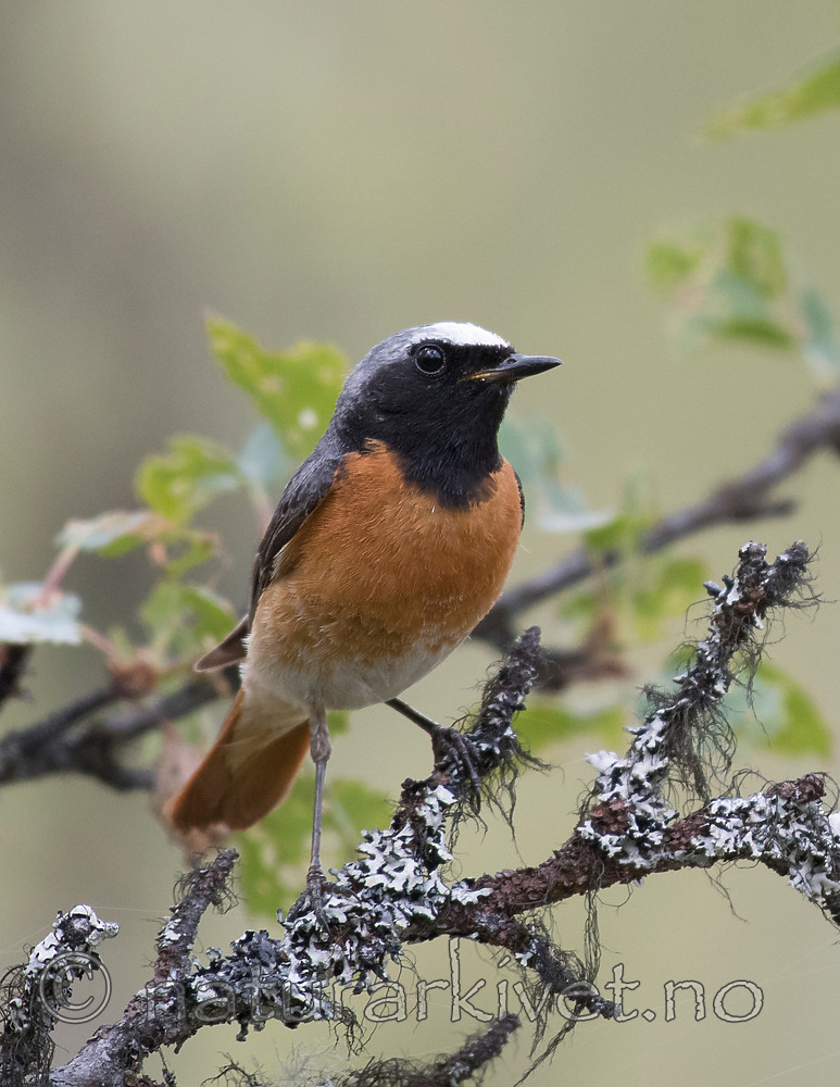 BB_20160703_0015 / Betula pubescens / Bjørk <br /> Phoenicurus phoenicurus / Rødstjert