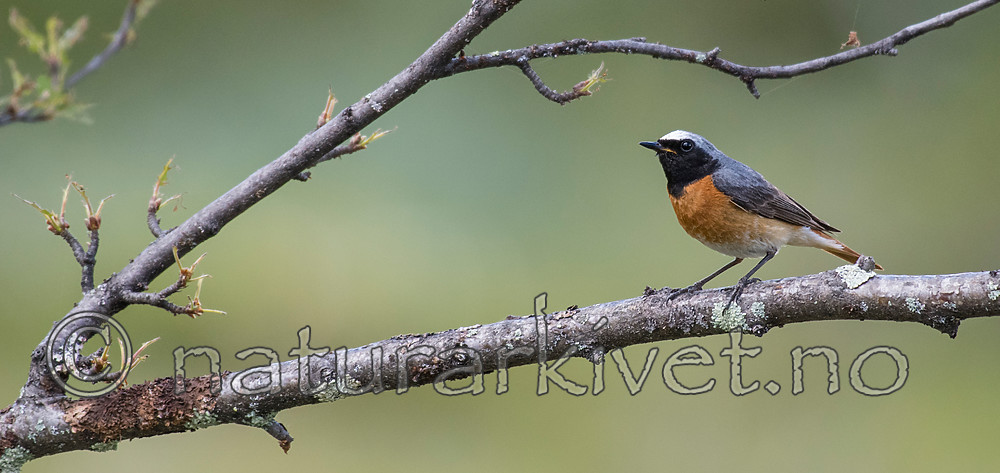BB_20160703_0033-2 / Betula pubescens / Bjørk <br /> Phoenicurus phoenicurus / Rødstjert