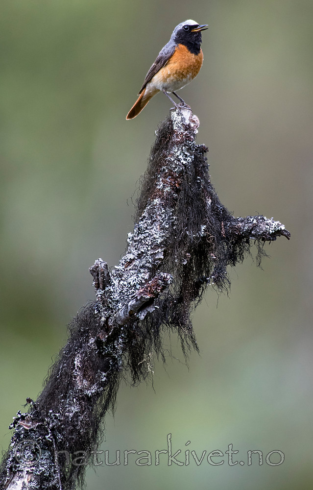 BB_20160703_0081 / Betula pubescens / Bjørk <br /> Phoenicurus phoenicurus / Rødstjert