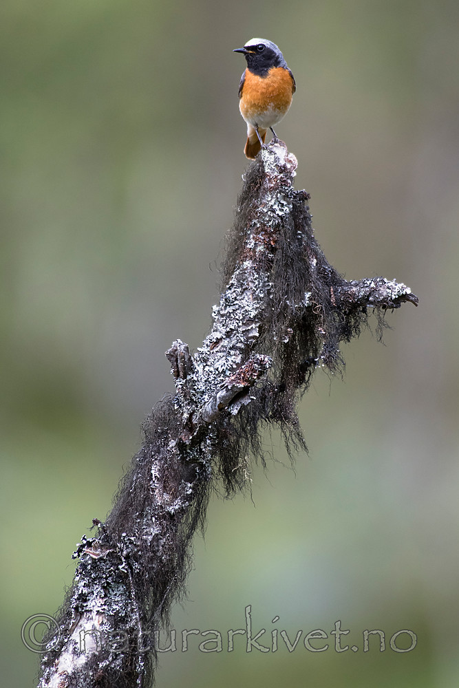 BB_20160703_0100 / Betula pubescens / Bjørk <br /> Phoenicurus phoenicurus / Rødstjert