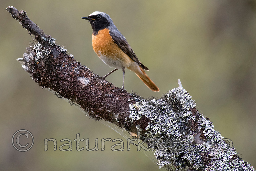 BB_20160703_0107 / Betula pubescens / Bjørk <br /> Phoenicurus phoenicurus / Rødstjert