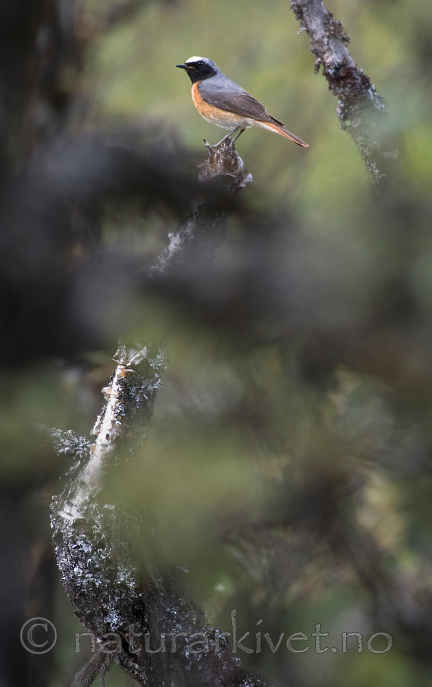 BB_20160703_0121 / Betula pubescens / Bjørk <br /> Phoenicurus phoenicurus / Rødstjert