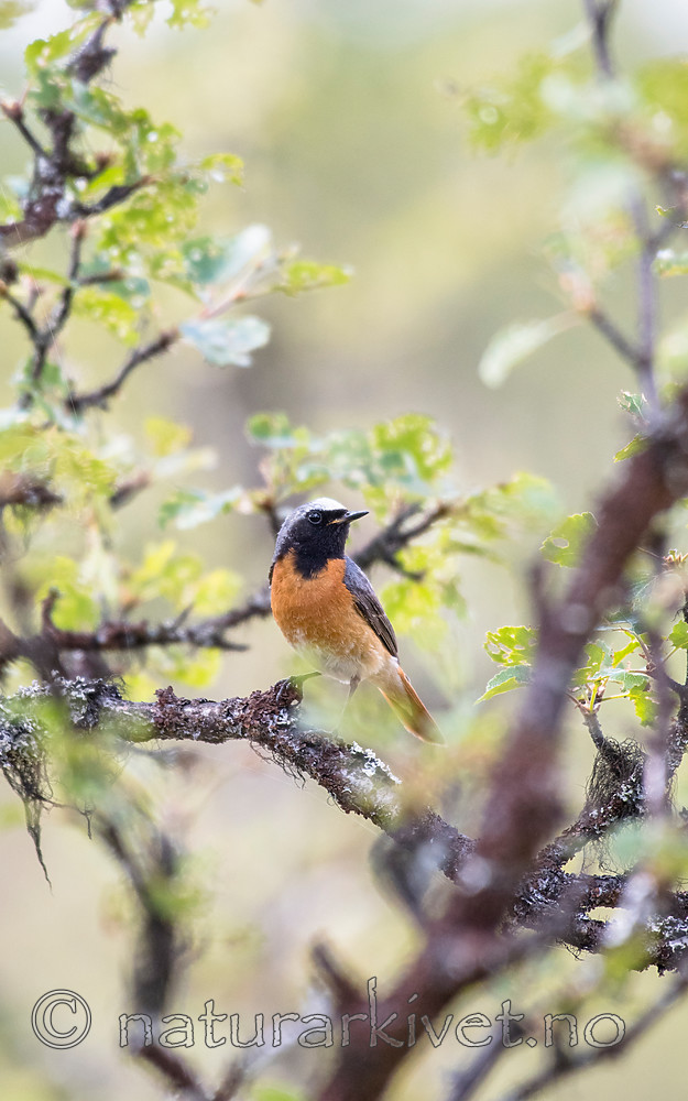 BB_20160703_0126 / Betula pubescens / Bjørk <br /> Phoenicurus phoenicurus / Rødstjert