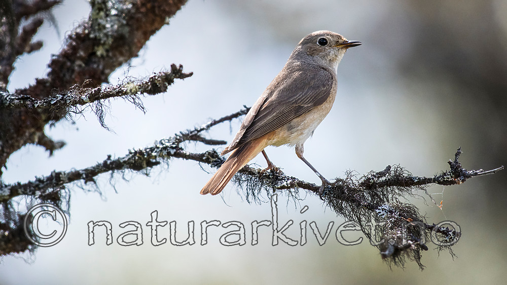 BB_20160703_0169 / Phoenicurus phoenicurus / Rødstjert