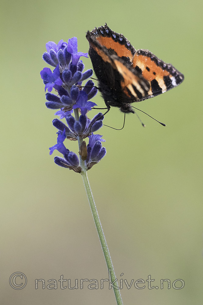 BB_20160709_0003 / Aglais urticae / Neslesommerfugl <br /> Lavandula angustifolia / Lavendel