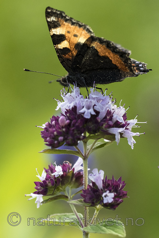 BB_20160709_0007 / Aglais urticae / Neslesommerfugl <br /> Origanum vulgare / Bergmynte