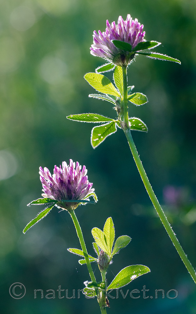 BB_20160709_0039 / Trifolium medium / Skogkløver