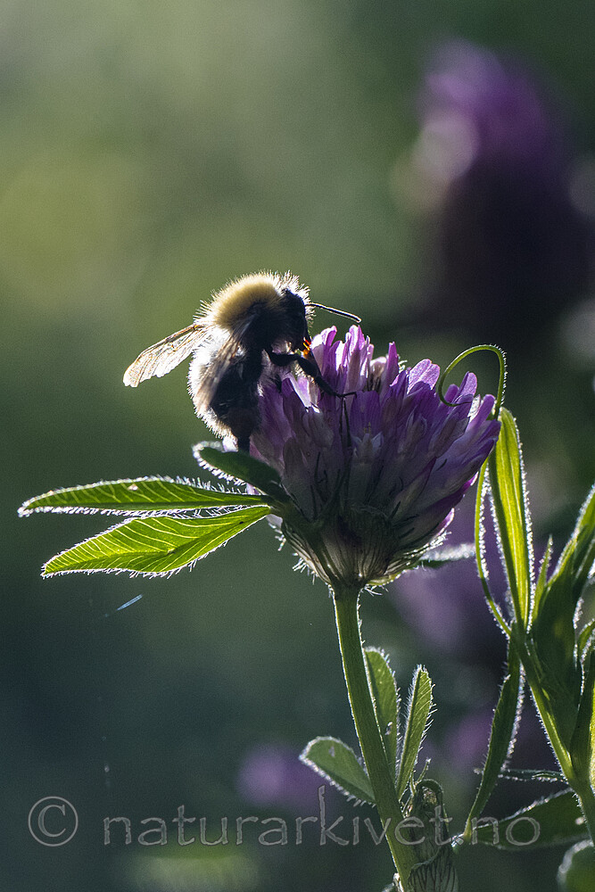 BB_20160709_0047 / Trifolium medium / Skogkløver