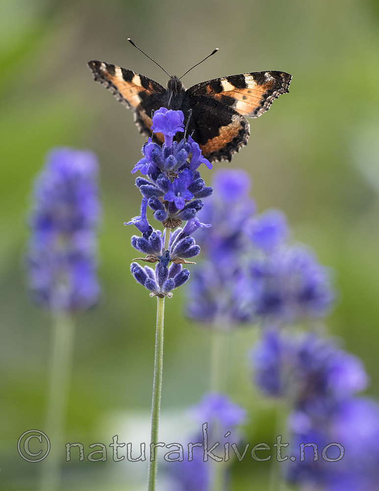 BB_20160709_0077 / Aglais urticae / Neslesommerfugl <br /> Lavandula angustifolia / Lavendel