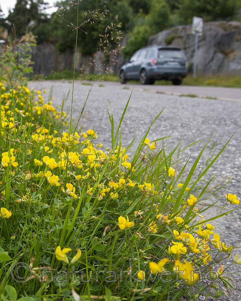BB_20160710_0003 / Lotus corniculatus / Tiriltunge