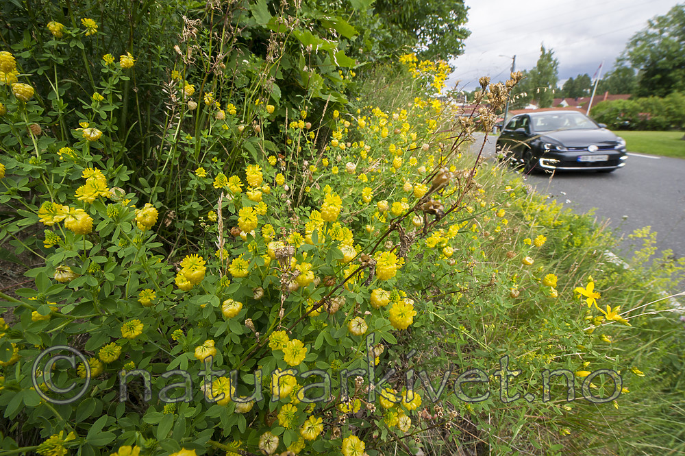BB_20160710_0009 / Trifolium aureum / Gullkløver