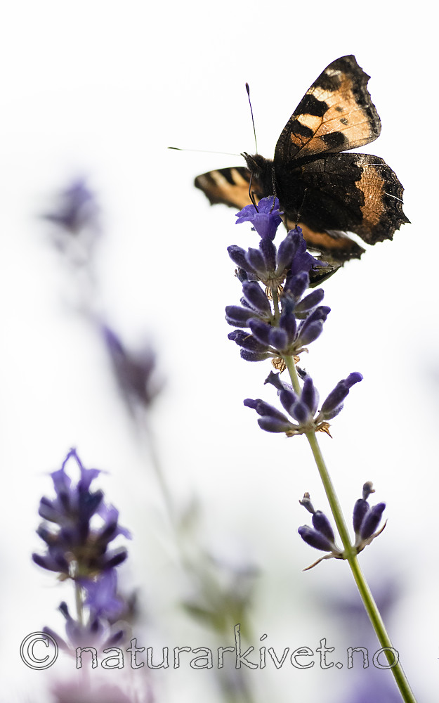 BB_20160710_0129 / Aglais urticae / Neslesommerfugl <br /> Lavandula angustifolia / Lavendel
