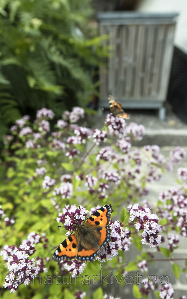 BB_20160710_0177 / Aglais urticae / Neslesommerfugl <br /> Origanum vulgare / Bergmynte