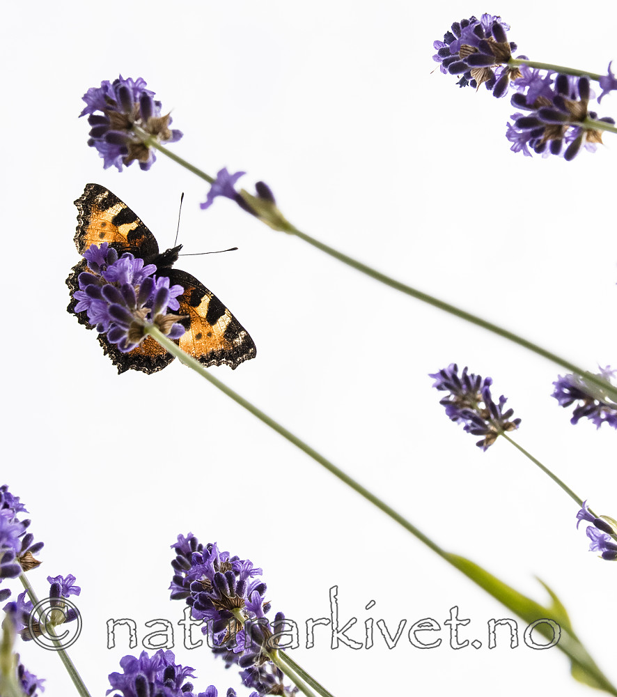 BB_20160710_0231 / Aglais urticae / Neslesommerfugl <br /> Lavandula angustifolia / Lavendel