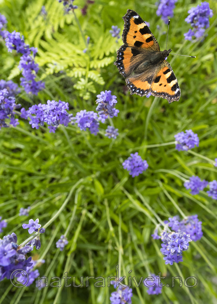 BB_20160710_0232 / Aglais urticae / Neslesommerfugl <br /> Lavandula angustifolia / Lavendel