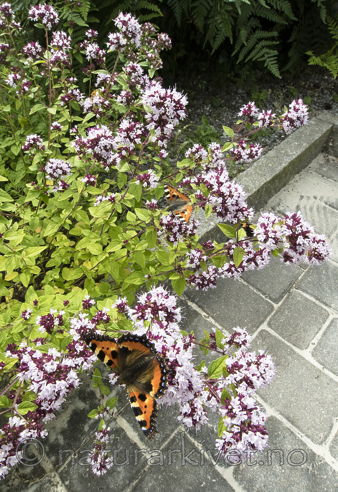 BB_20160710_0246 / Aglais urticae / Neslesommerfugl <br /> Origanum vulgare / Bergmynte