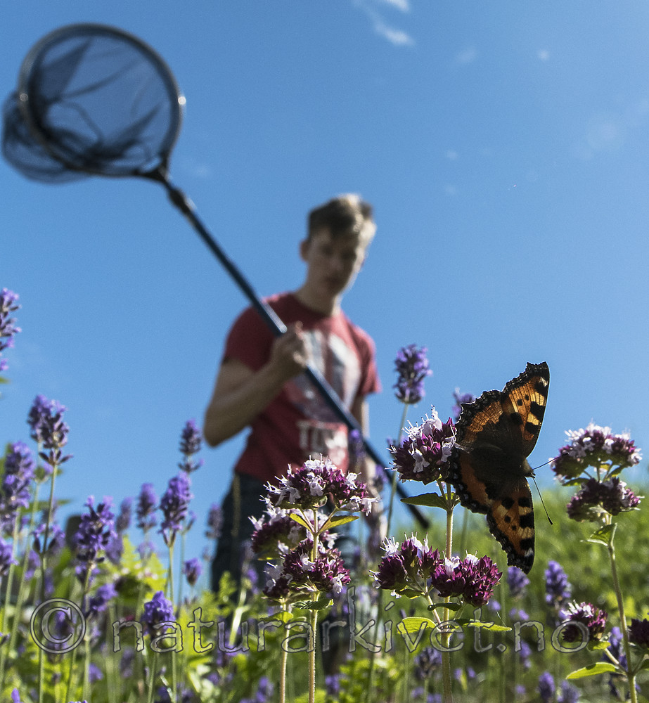 BB_20160710_0344 / Aglais urticae / Neslesommerfugl <br /> Lavandula angustifolia / Lavendel <br /> Origanum vulgare / Bergmynte