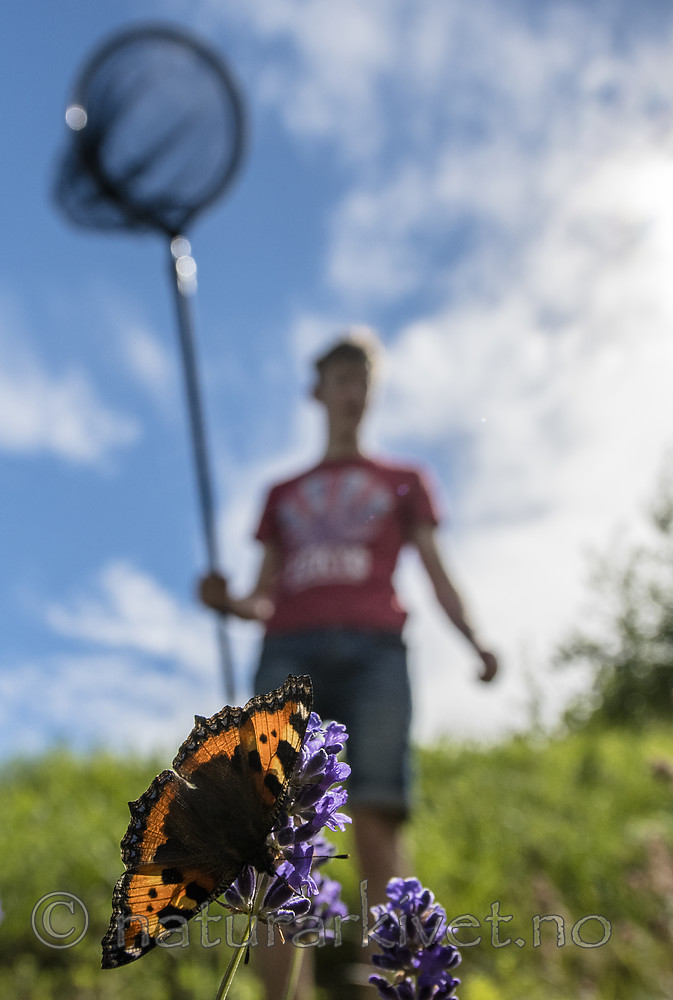BB_20160710_0372 / Aglais urticae / Neslesommerfugl <br /> Lavandula angustifolia / Lavendel