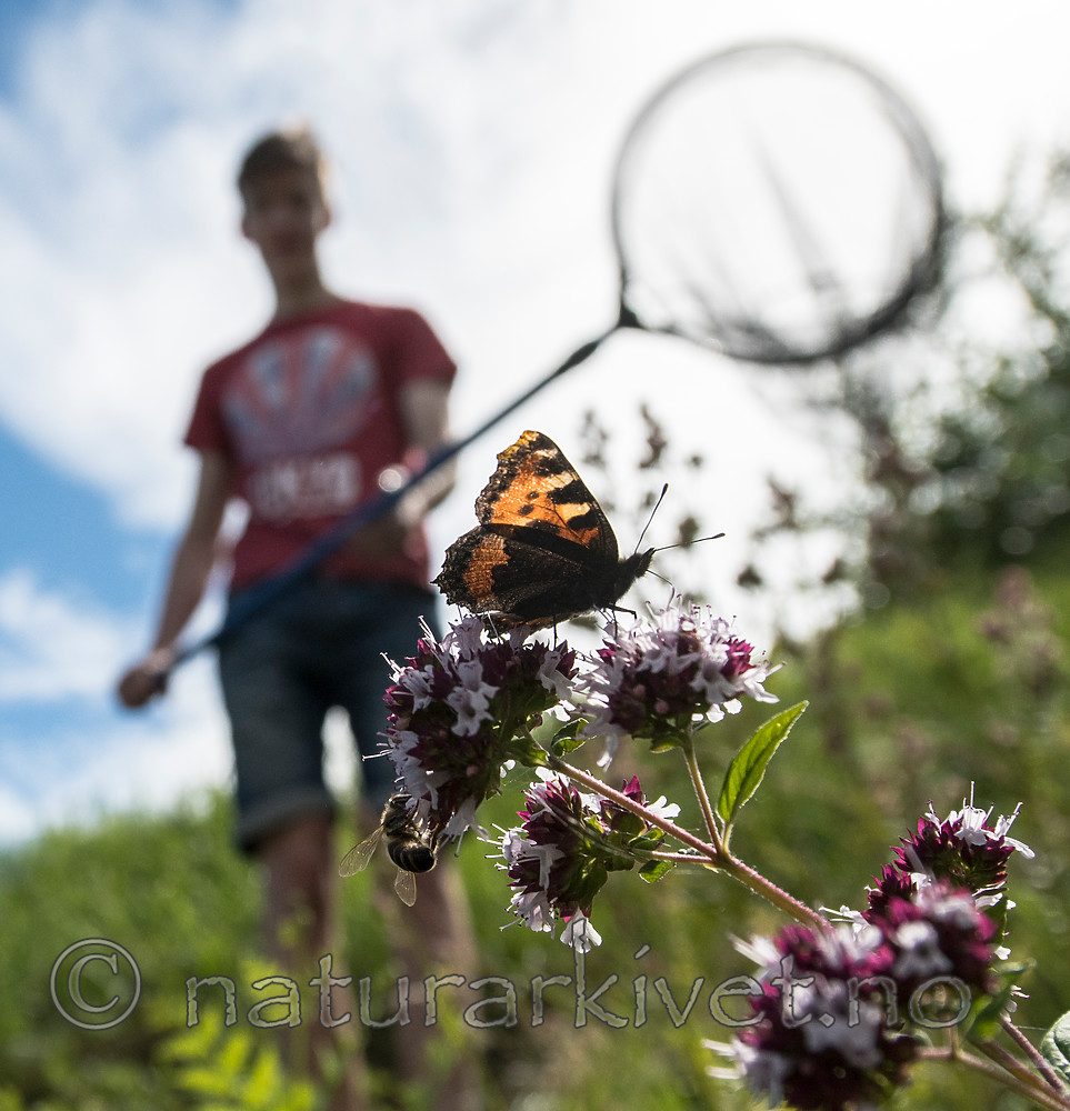 BB_20160710_0399 / Aglais urticae / Neslesommerfugl <br /> Origanum vulgare / Bergmynte